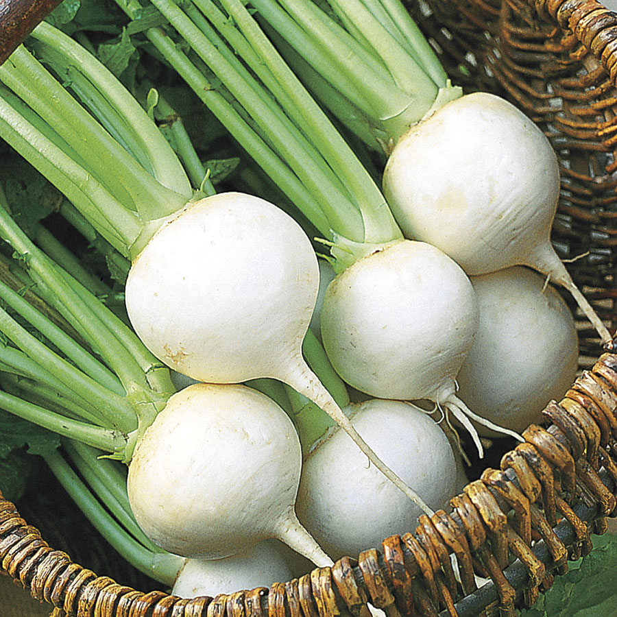 White Ball Hybrid Turnip Seeds