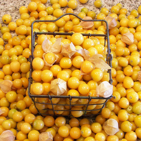 Aunt Mollys Ground Cherry Organic Seeds