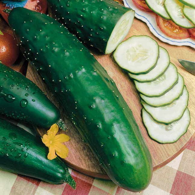 Parks Select Slicer Hybrid Cucumber Seeds