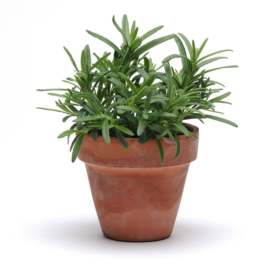 SimplyHerbs&trade; Rosemary Seeds