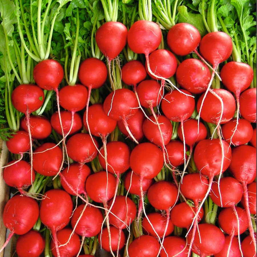 Rivoli Hybrid Radish Seeds