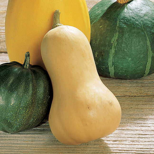 Waltham Butternut Organic Squash Seeds
