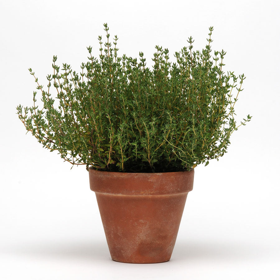 SimplyHerbs&trade; Thyme Seeds