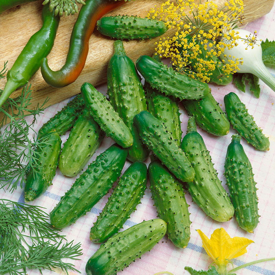 Parisian Gherkin Hybrid Organic Cucumber Seeds