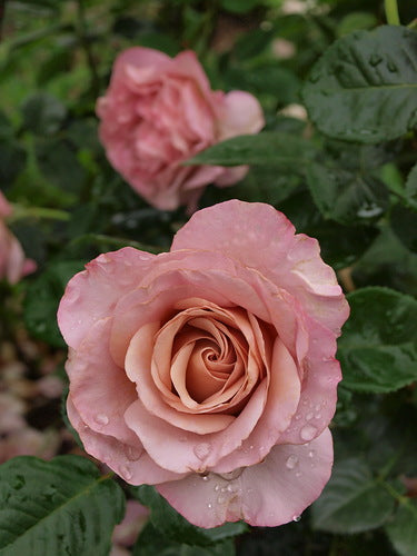 Blue Girl Rose Seedlings Flower Seeds Perennial Growing Bonsai Corms Tubers Potted Planting Reblooming Fragrant Garden Roots Rhizomes Species Blooms Plant Bulbs Gardening Tree