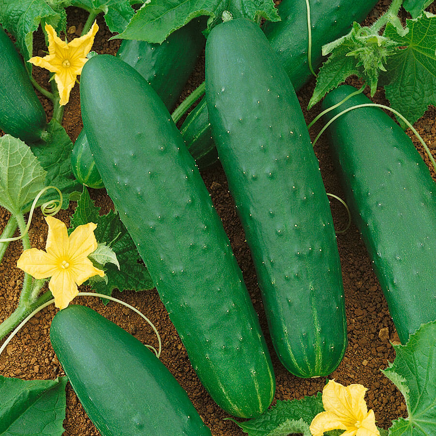 Double Yield Cucumber Seeds