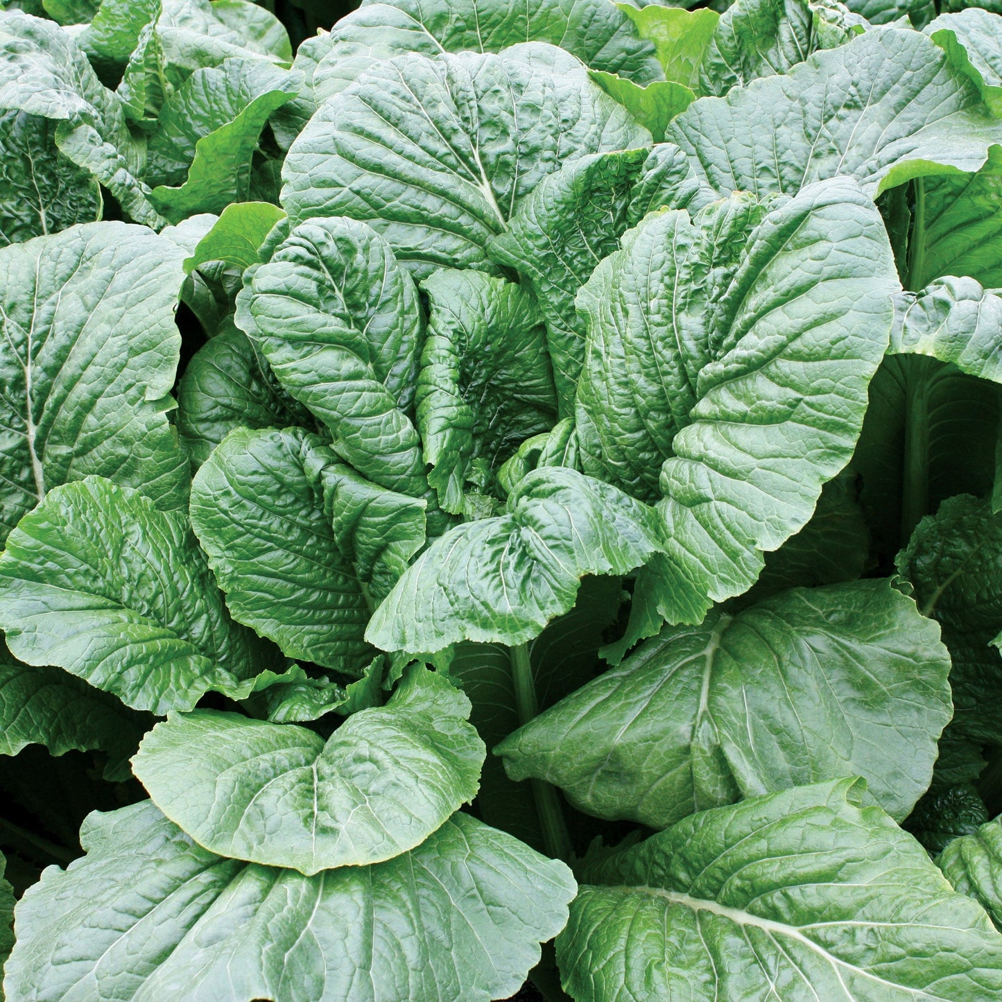 Turnip Alamo Hybrid