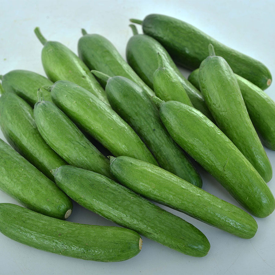 Green Light F1 Cucumber Seeds