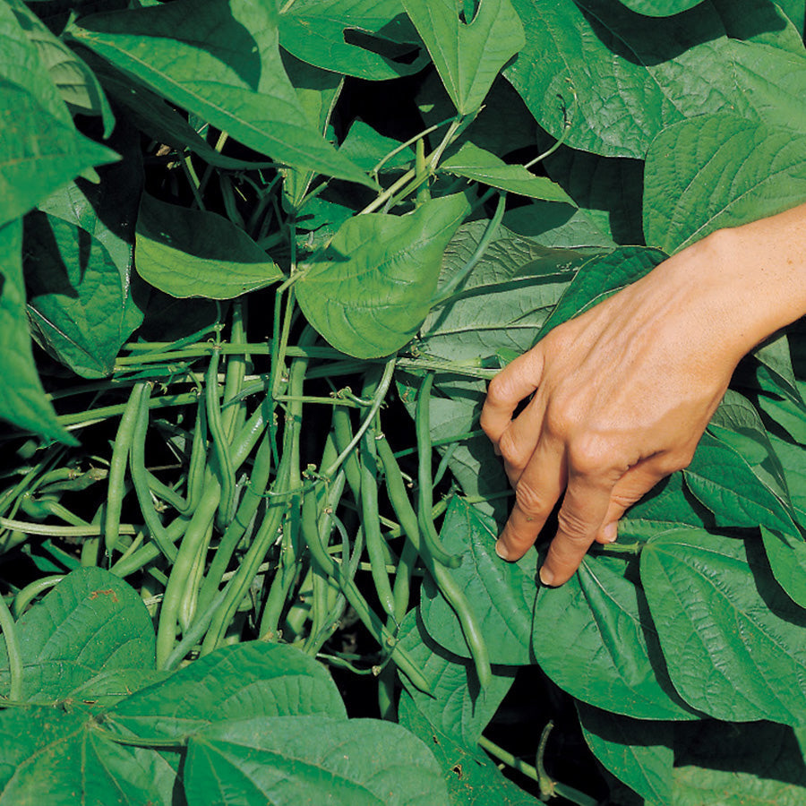 Jade Organic Bush Bean (P)&nbsp;Pkt