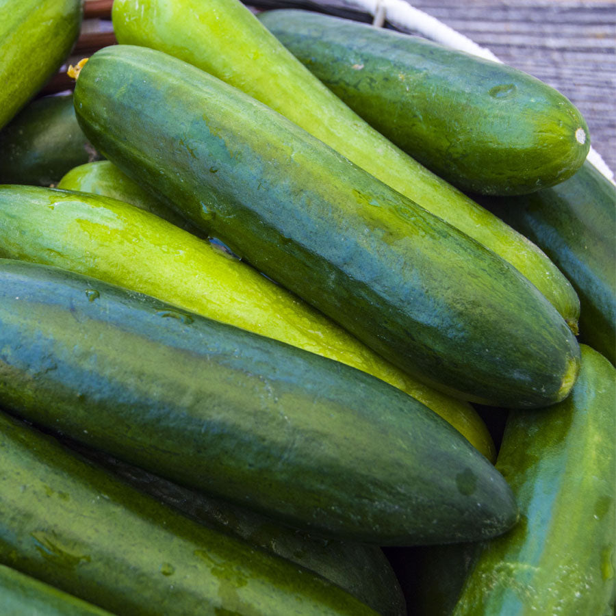 Paraiso F1 Organic Cucumber Seeds