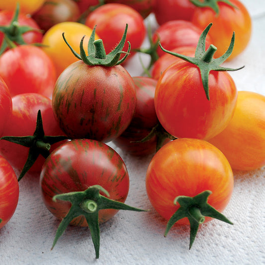 Artisan&trade; Bumble Bee Mix Organic Cherry Tomato Seeds