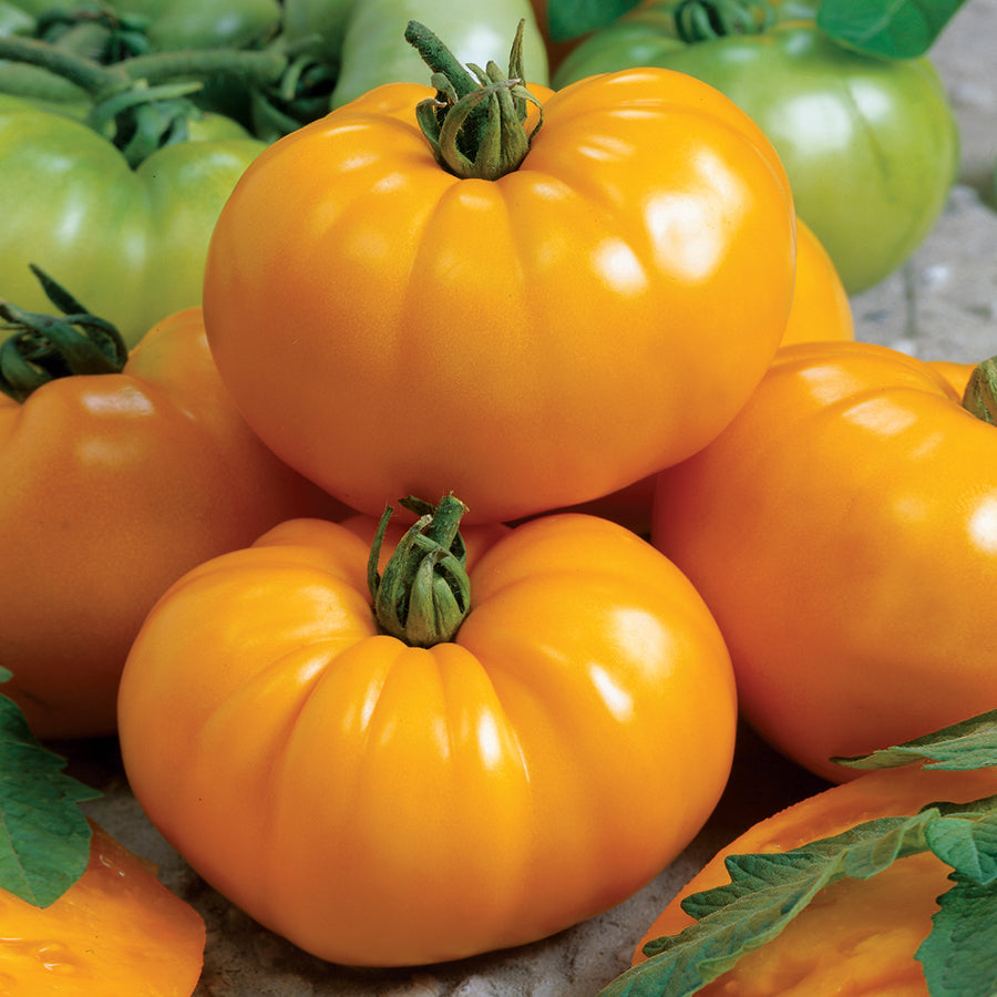 Chefs Choice Yellow Tomato Seeds