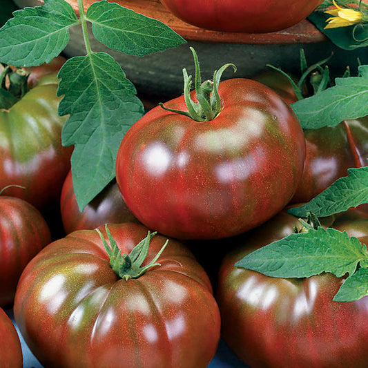 Chefs Choice Black Tomato Seeds