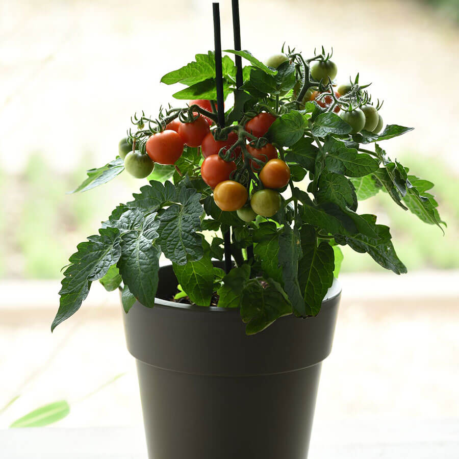Red Velvet Cherry Tomato Seeds