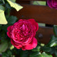 Salma Rose Seedlings Flower Seeds Perennial Growing Bonsai Corms Tubers Potted Planting Reblooming Fragrant Garden Roots Rhizomes Species Blooms Plant Bulbs Gardening Tree