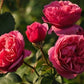 Sweet Rose Plant Seedlings Flower Seeds Perennial Growing Bonsai Corms Tubers Potted Planting Reblooming Fragrant Garden Roots Rhizomes Species Blooms Bulbs Gardening Tree