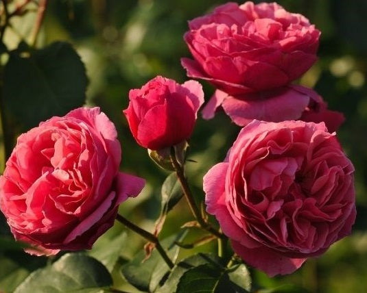 Sweet Rose Plant Seedlings Flower Seeds Perennial Growing Bonsai Corms Tubers Potted Planting Reblooming Fragrant Garden Roots Rhizomes Species Blooms Bulbs Gardening Tree