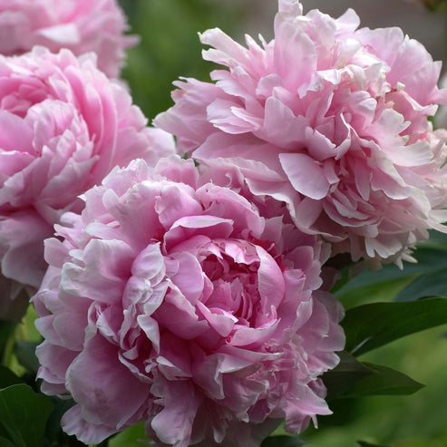 Bernhardt Rose Seedlings Flower Seeds Perennial Growing Bonsai Corms Tubers Potted Planting Reblooming Fragrant Garden Roots Rhizomes Species Blooms Plant Bulbs Gardening Tree
