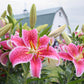 Lily Stargazer Bulbs