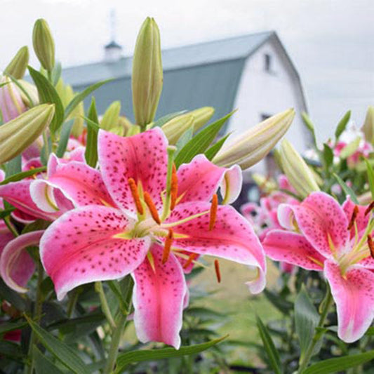 Lily Stargazer Bulbs