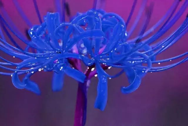 Blue Lycoris Spider Lilies Bulbs Radiata Hurricane Lily Cluster Amayllis Growing Bonsai Roots Rhizomes Corms Tubers Potted Planting Reblooming Fragrant Garden Species Blooms Flower Seeds Plant Gardening