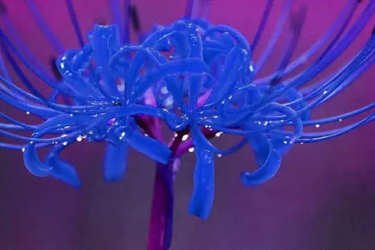 Blue Lycoris Spider Lilies Bulbs Radiata Hurricane Lily Cluster Amayllis Growing Bonsai Roots Rhizomes Corms Tubers Potted Planting Reblooming Fragrant Garden Species Blooms Flower Seeds Plant Gardening