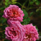 Schilliger Rose Plant Seedlings Flower Seeds Perennial Growing Bonsai Corms Tubers Potted Planting Reblooming Fragrant Garden Roots Rhizomes Species Blooms Bulbs Gardening Tree