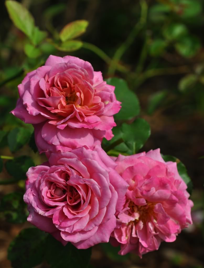 Schilliger Rose Plant Seedlings Flower Seeds Perennial Growing Bonsai Corms Tubers Potted Planting Reblooming Fragrant Garden Roots Rhizomes Species Blooms Bulbs Gardening Tree