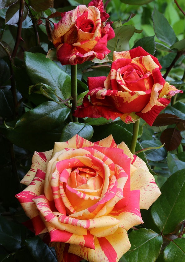 Broceliande Rose Seedlings Flower Seeds Perennial Growing Bonsai Corms Tubers Potted Planting Reblooming Fragrant Garden Roots Rhizomes Species Blooms Plant Bulbs Gardening Tree