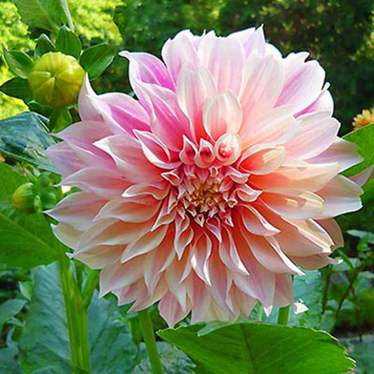 Dahlia Cafe Au Lait Tubers