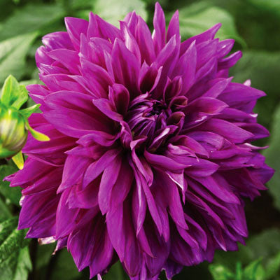 Dahlia Thomas Edison Tubers
