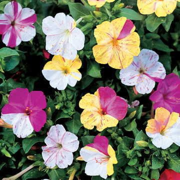 Mix colors Four-OClock Flower Seeds four o'clock plant seeds 4 o'clock flowers seeds