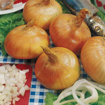 Walla Walla Sweet Onion Seeds (P)&nbsp;Pkt of 200 seeds