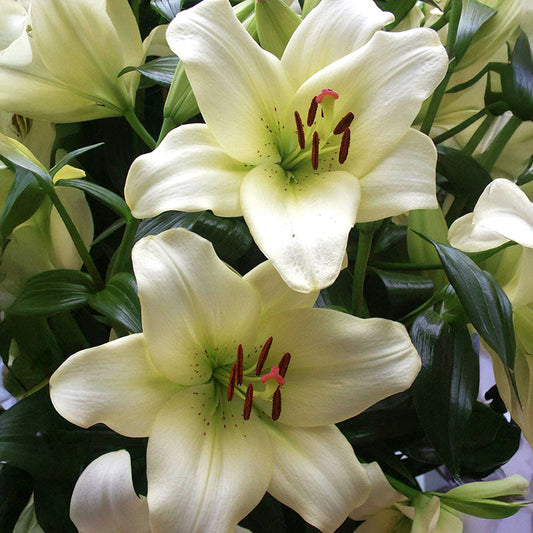 Lily Ercolano Bulbs