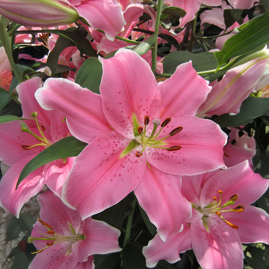 Lily Sorbonne Bulbs