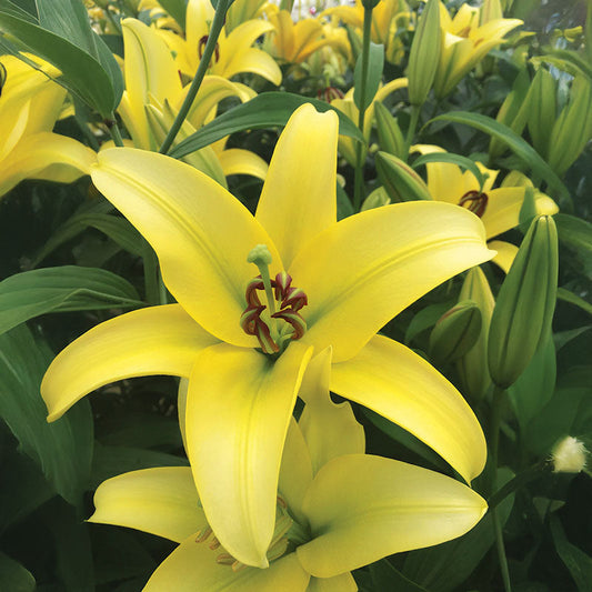 Lily Yelloween Bulbs