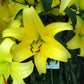 Lily Yelloween Bulbs