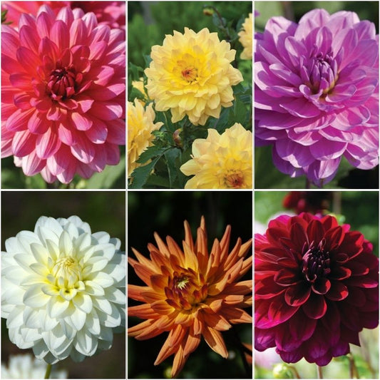 Dahlia Karma Mix Tubers