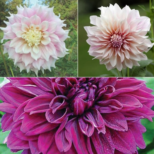 Dahlia Dinner Plate Mix Tubers