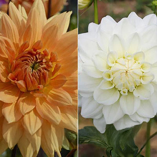 Dahlia Decorative Mix Tubers