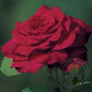 Smooth Velvet Rose Seedlings Flower Seeds Perennial Growing Bonsai Corms Tubers Potted Planting Reblooming Fragrant Garden Roots Rhizomes Species Blooms Plant Bulbs Gardening Tree