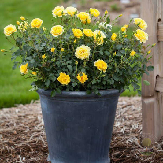 Yellow sabmarin Rose Seedlings Flower Seeds Perennial Growing Bonsai Corms Tubers Potted Planting Reblooming Fragrant Garden Roots Rhizomes Species Blooms Plant Bulbs Gardening Tree