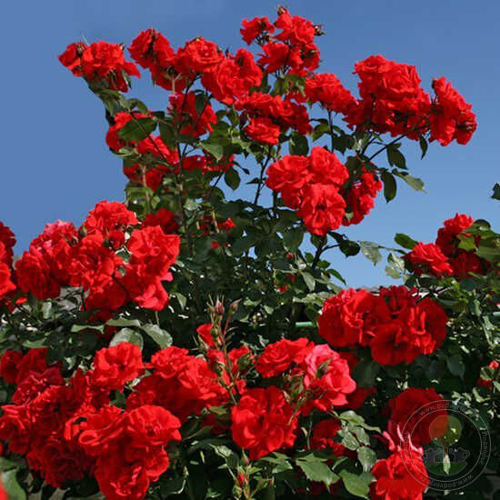 Brilliant Korsar Plant Seedlings Flower Seeds Perennial Growing Bonsai Corms Tubers Potted Planting Reblooming Fragrant Garden Roots Rhizomes Species Blooms Bulbs Gardening Tree