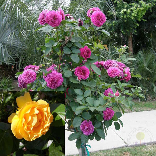 Ebb Tide + Julia Child Rose Seedlings Flower Seeds Perennial Growing Bonsai Corms Tubers Potted Planting Reblooming Fragrant Garden Roots Rhizomes Species Blooms Plant Bulbs Gardening Tree