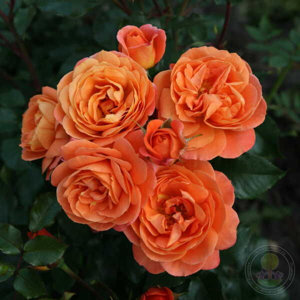 Signed phoenix Rose Seedlings Flower Seeds Perennial Growing Bonsai Corms Tubers Potted Planting Reblooming Fragrant Garden Roots Rhizomes Species Blooms Plant Bulbs Gardening Tree