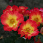 Summer of love Rose Seedlings Flower Seeds Perennial Growing Bonsai Corms Tubers Potted Planting Reblooming Fragrant Garden Roots Rhizomes Species Blooms Plant Bulbs Gardening Tree