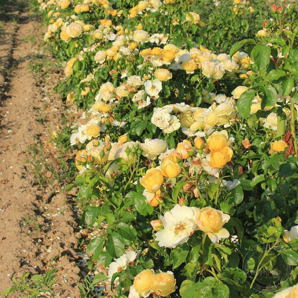 Chateau DE cheivergne Rose Seedlings Flower Seeds Perennial Growing Bonsai Corms Tubers Potted Planting Reblooming Fragrant Garden Roots Rhizomes Species Blooms Plant Bulbs Gardening Tree