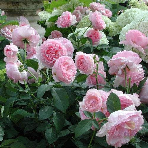 Eckhart witzigmann Rose Seedlings Flower Seeds Perennial Growing Bonsai Corms Tubers Potted Planting Reblooming Fragrant Garden Roots Rhizomes Species Blooms Plant Bulbs Gardening Tree