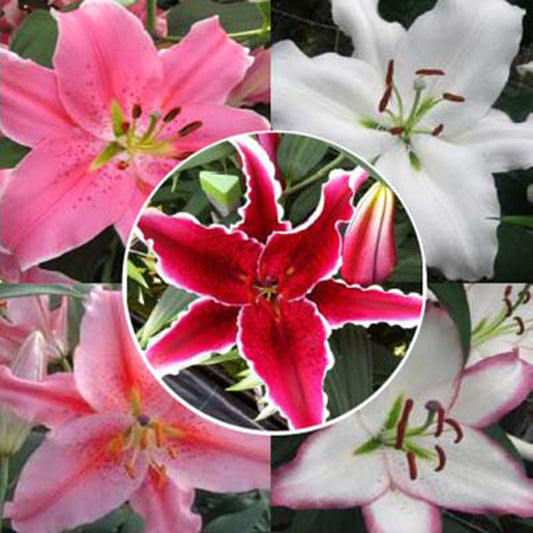 Lily Harris Mix Oriental Collection Bulbs