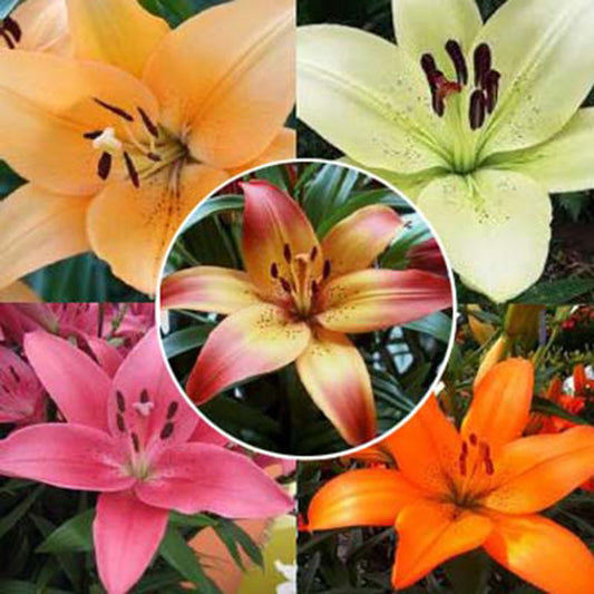 Lily LA Harris Collection Bulbs